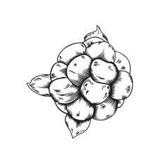 Vector black line illustration of cloudberry isolated on white background