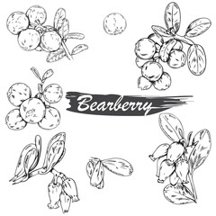 Vector set of black line hand drawn bearberries isolated on white background