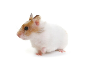 White hamster looking sideward