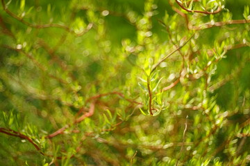 Willow curly tree closeup branches with small green leaves in summer day