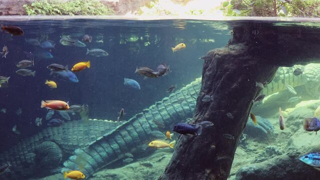 Various types of Fish Swimming inside a Big Blue Aquarium Tank