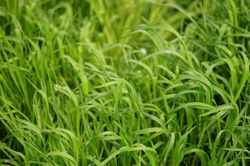Natural floral background with vivid green grass in spring