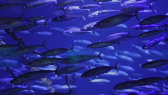 Various types of Fish Swimming inside a Big Blue Aquarium Tank