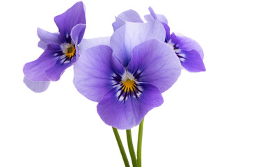 violet flower isolated