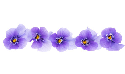 violet flower isolated