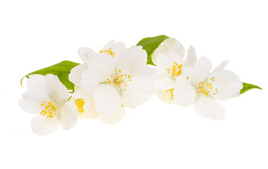 jasmine flower isolated