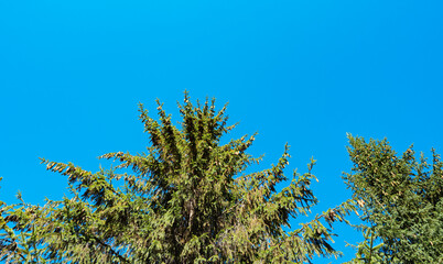 landscape of the Carpathians in Ukraine