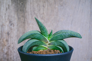 succulent plant with Green Gasteria gracilis in the plastic pot.