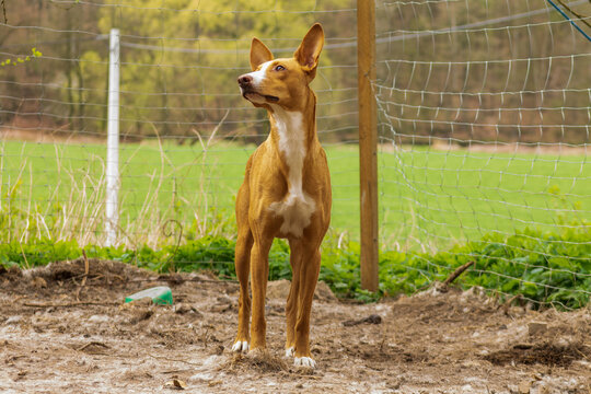 Podenco