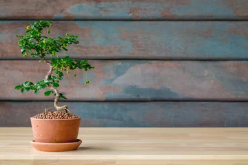 Fotobehang vintage tone of Small decorative tree little plant on wooden floor with copy space for add text message, Small bonsai tree in the clay pots © pattanawit