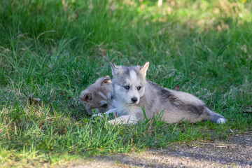 Huskywelpen