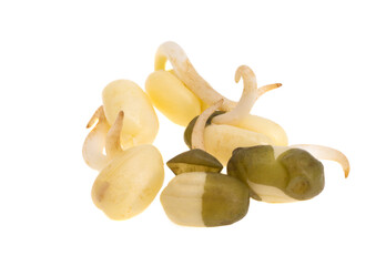 sprouted mung bean isolated