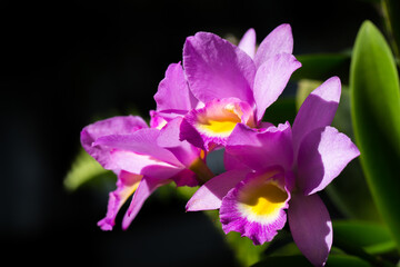 Obraz premium Pink orchid flower isolated on black background. Copy space for add text.