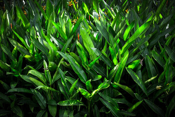 Abstract Natural wood table with Morning sun light with wind blowing leaves in the lake park. : Top view of plank wood for graphic stand product, interior design or montage display your product