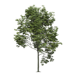 Obraz premium big tree, isolate on a transparent background, 3d illustration