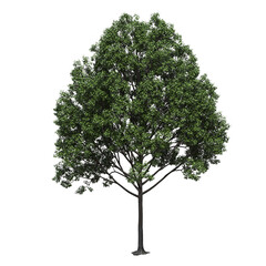 Obraz premium big tree, isolate on a transparent background, 3d illustration