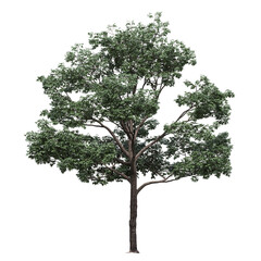 big tree, isolate on a transparent background, 3d illustration