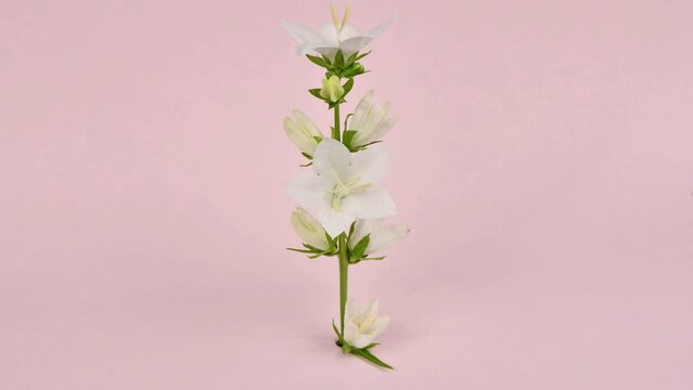Time lapse Campanula latifolia alba giant bellflower white plant. Is Latin for "little bell". A beautiful opening of a little bell flower. The beauty of aromatic flower is revealed in a close-up. Side