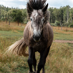 A beautiful horse with a developing mane in the wind gallops through a spring, summer field