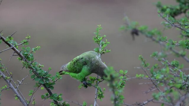 A Brown headed parrot enjoying breakfast