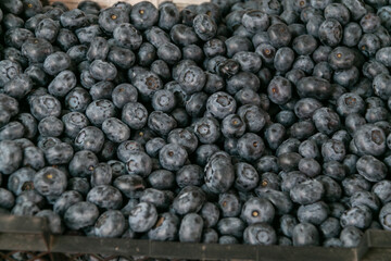  Selling blueberries at a farmers' market. Background of ripe fresh blueberries. Close-up..