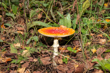 Red poisonous fly agaric in the forest. Close-up. Fly agaric red.