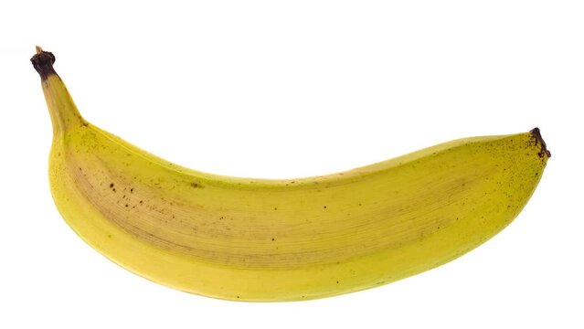 4K Time Lapse of ripening and decaying banana isolated on white background.