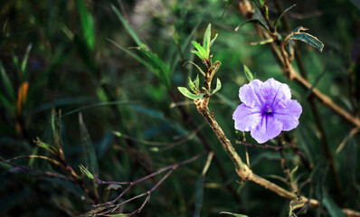 Purple Ruellia tuberosa flower beautiful blooming flower green leaf background. Spring growing purple flowers and nature comes alive
