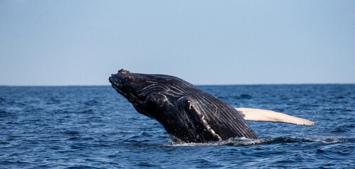 Obraz premium Jumping humpback whale (Megaptera novaeangliae). Mexico. Sea of Cortez. California Peninsula.