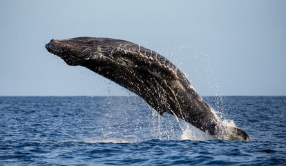 Jumping humpback whale (Megaptera novaeangliae). Mexico. Sea of Cortez. California Peninsula.