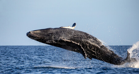 Obraz premium Jumping humpback whale (Megaptera novaeangliae). Mexico. Sea of Cortez. California Peninsula.
