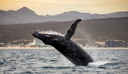 Jumping humpback whale (Megaptera novaeangliae) on the background of the Mexican coast. Mexico. Sea...