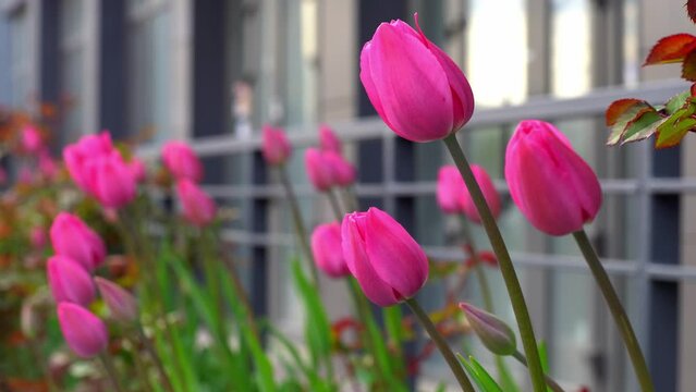 Pink tulips in a flower bed. The tulip bud sways in the wind. Flowerbed in the garden. Beautiful simple spring flowers. Floral background. To grow plants. Gardening outdoor in city.