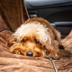 Cute dogs in car seat relaxing on camping trip. High quality dog photos.