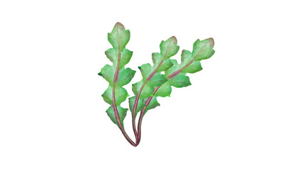 ナズナの水彩風背景透過イラスト