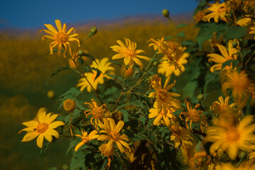 Landscape nature flower Tung Bua Tong Mexican sunflower field in Maehongson (Mae Hong Son),Thailand.
