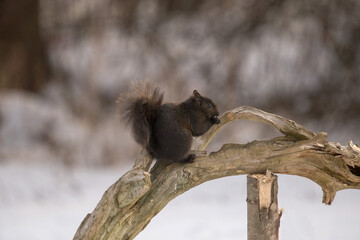 squirrel on tree