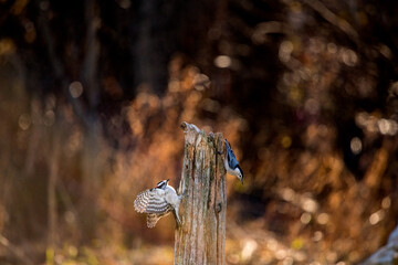 woodpecker startled by nut hatch