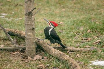 pileated woodpecker on the ground