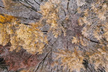 Drone photo of larch trees in a coniferous forest at the start of the winter season