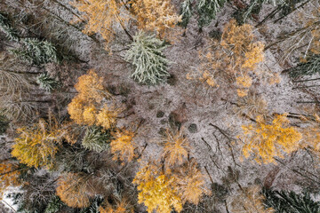 Drone photo of larch trees in a coniferous forest at the start of the winter season