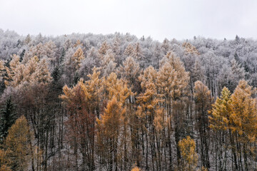 Drone photo of larch trees in a coniferous forest at the start of the winter season
