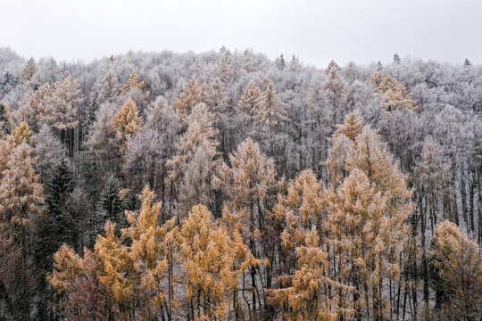 Drone photo of larch trees in a coniferous forest at the start of the winter season