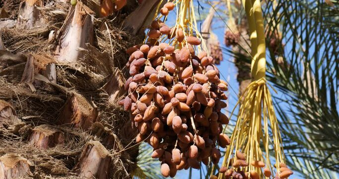 Closeup detailed shot of dates fruit on the palm trees in the desert in Tunisia. Healthy and organic food. Traditional product.