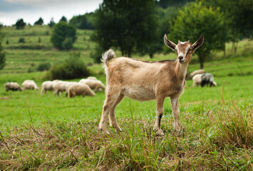 Naklejka na ściany i meble Little goat on a pasture in the mountains