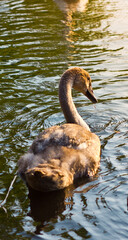 Young swan swimming during sunset