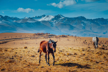 Horses grazing in the foothills of Mount Elbrus. Kabardino-Balkaria, Russia. A herd of horses grazes peacefully in a mountain valley