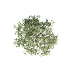 tree top view, isolate on a transparent background, 3d illustration