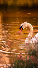 Fototapeta premium swan on the lake at sunset