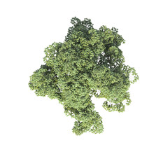 tree top view, isolate on a transparent background, 3d illustration